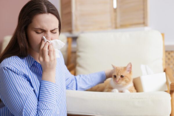 Alergia la pisică: de ce simptomele pot continua după plecarea animalului